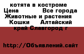 котята в костроме › Цена ­ 2 000 - Все города Животные и растения » Кошки   . Алтайский край,Славгород г.